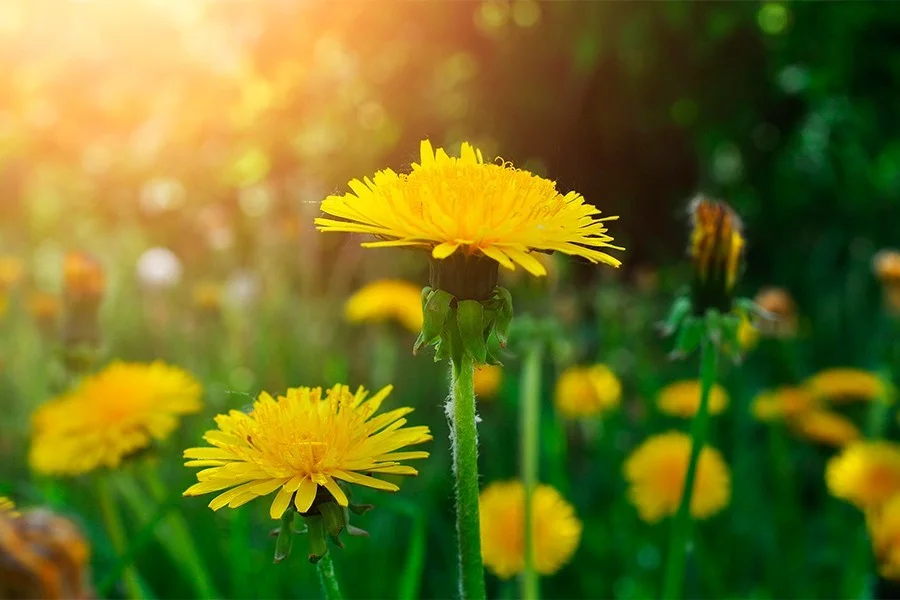 Как провести майские праздники без вреда для здоровья